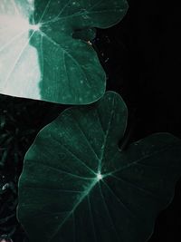 High angle view of plant leaves