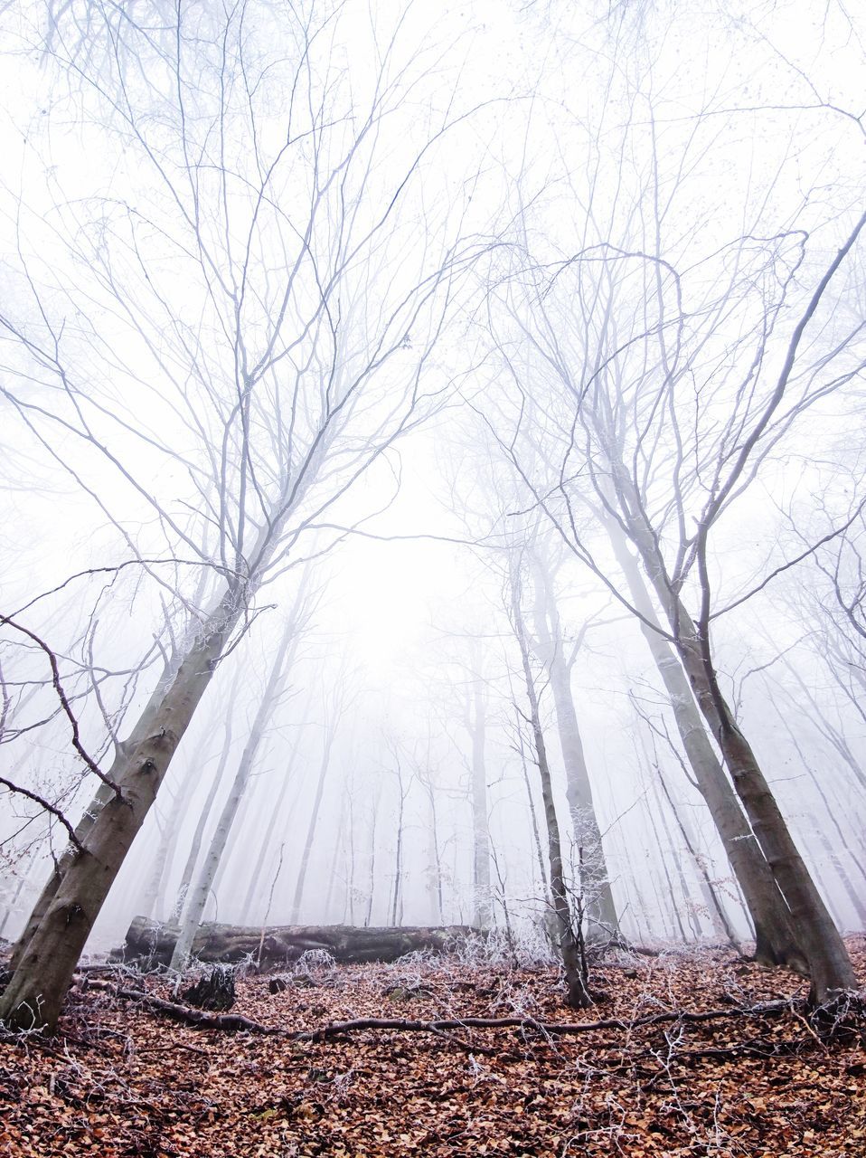 VIEW OF BARE TREES IN FOGGY WEATHER