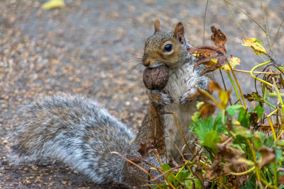 Close-up of squirrel eating outdoors
