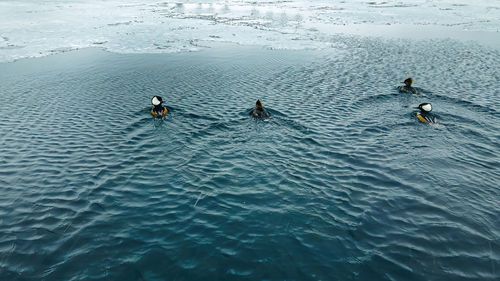 An icy pond with wood ducks swimming through the ice