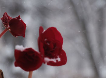 Close-up of red flower against sky