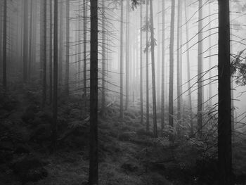 Pine trees in forest