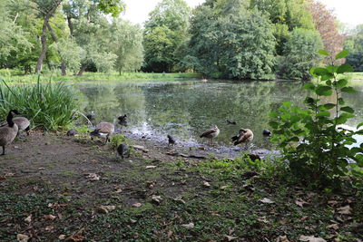 Ducks in lake