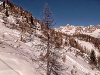 Bare trees on snow covered landscape