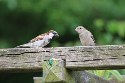 Close-up of bird perching on wood