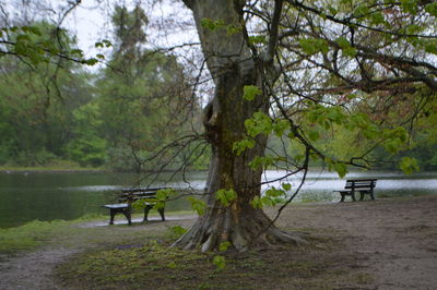 Scenic view of lake and trees in park