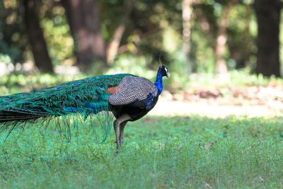 Peacock on a field