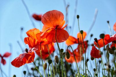 Close-up of orange flowering plant