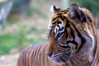 Close-up of tiger