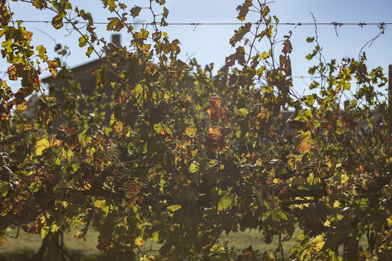 plant, yellow, leaf, sunlight, autumn, nature, tree, flower, growth, food, sky, food and drink, fruit, branch, agriculture, healthy eating, no people, plant part, produce, shrub, beauty in nature, outdoors, fruit tree, crop, landscape, day, freshness, low angle view, land, rural scene, environment, field