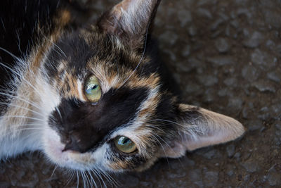 Close-up portrait of a cat