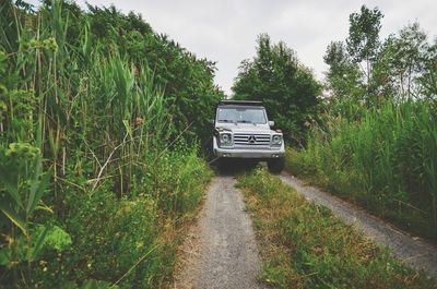 Road amidst trees against sky