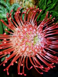 Close-up of passion flower