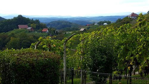 High angle view of vineyard against cloudy sky