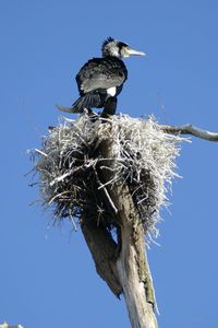 Low angle view of bird perching on tree against sky