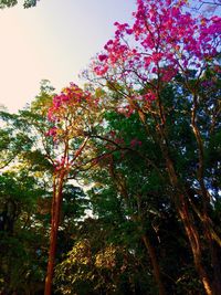 Low angle view of pink flowers