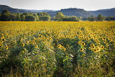 Yellow flowers growing on field