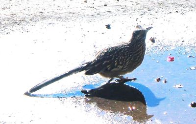 View of birds in flight