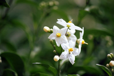 Close-up of white flowering plant