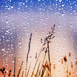 Flowers and raindrops in rainy days in springtime