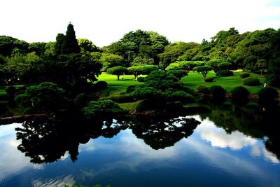 Reflection of trees in water