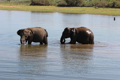 Elephants on riverbank