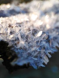 Close-up of frozen tree during winter