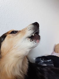 Close-up of dog at home