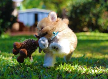 View of a puppy playing in field