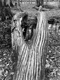 Trees in forest