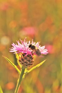 Close-up of bee pollinating on pink flower