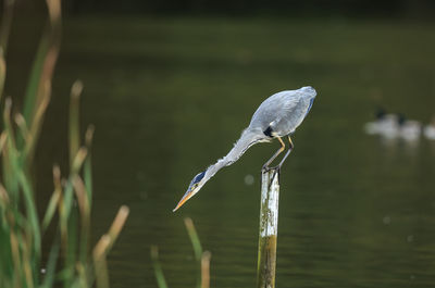 Close-up of heron perching on grass by lake