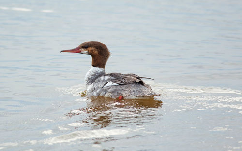 Duck swimming in lake