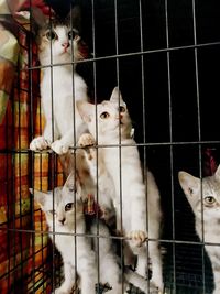 Portrait of cats in cage