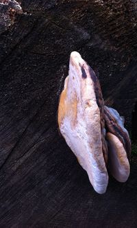 Close-up of bread