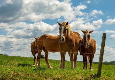 Horses standing on field against sky