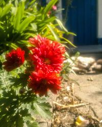 Close-up of red hibiscus flower