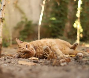 Cat lying on land