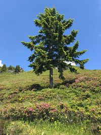 Trees on field against clear blue sky