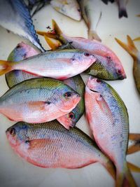 High angle view of fish for sale in market