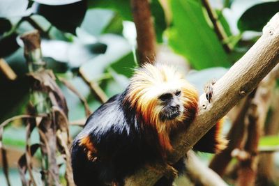 Side view of monkey on branch