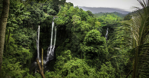 Panoramic view of trees in forest