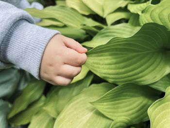 A small child's hand reaches the green leaves of hosta. proximity to nature.