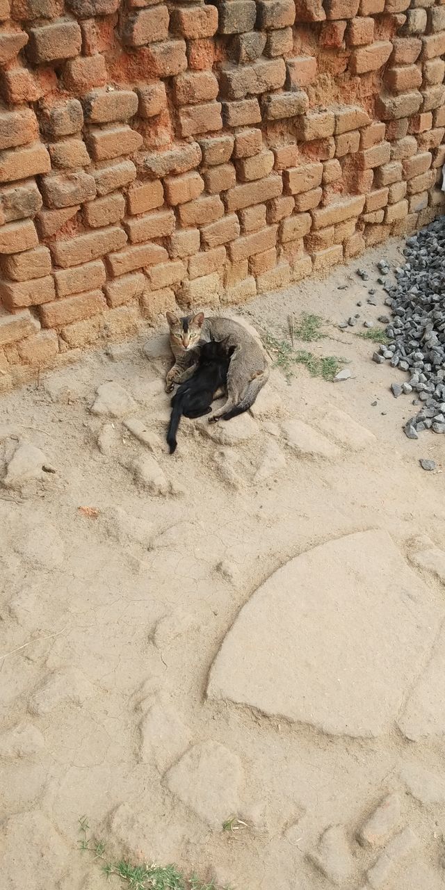 HIGH ANGLE VIEW OF A CAT ON STONE WALL