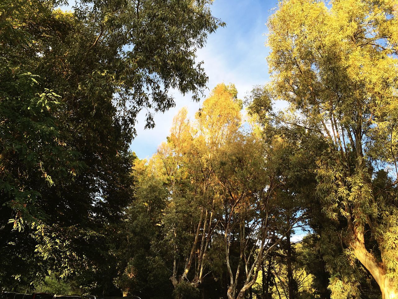 LOW ANGLE VIEW OF TREES AGAINST SKY