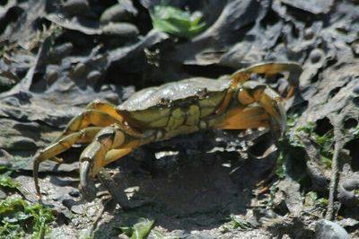 Close up of an animal