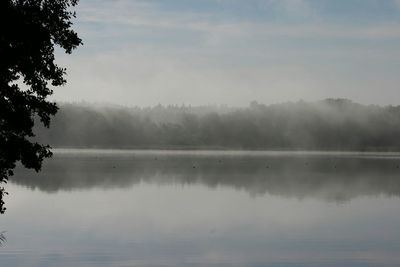 Reflection of trees in lake