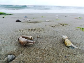 Surface level of shells on sand at beach against sky