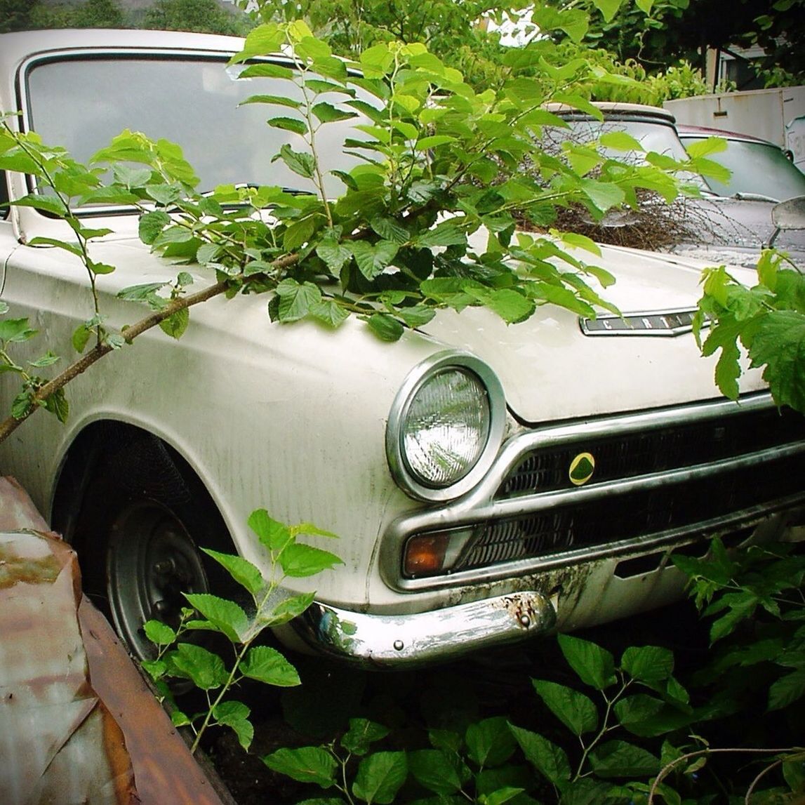 plant, green color, growth, car, old, leaf, mode of transport, land vehicle, front or back yard, transportation, potted plant, abandoned, day, high angle view, no people, outdoors, built structure, obsolete, building exterior, close-up