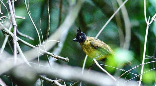 Close-up of bird perching on tree